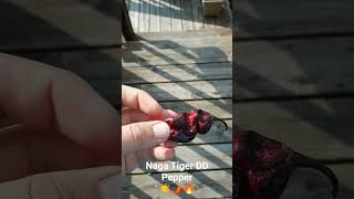 Download Lagu De mooiste peper die ik dit jaar heb gekweekt. Naga Tiger DD MP3 Download Lagu De mooiste peper die ik dit jaar heb gekweekt. Naga Tiger DD MP3