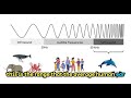 infrasonic and ultrasonic waves | physics | advantages and disadvantages #science #seismic  #physics