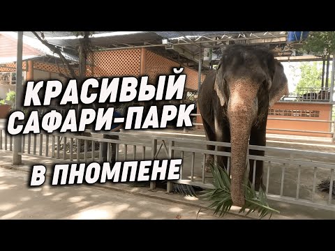 Тигры Крокодилы и
