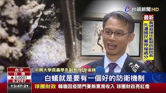 白蟻 Youtube 白蟻 Youtube
