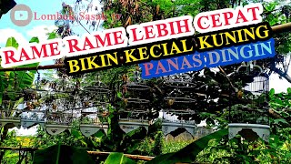 RAME RAME LEBIH CEPAT BIKIN KECIAL KUNING JADI GACOR || UNTUK MASTERAN&PANCINGAN || Lombok Sasak tv