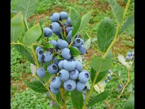 Video: Tanaman blueberry yang manakah hendak dibeli?