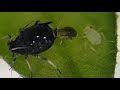 Cowpea aphid gives birth to live nymph | PestBites by Cesar