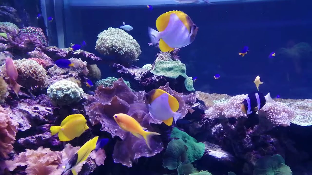 Tropical Fish Tropical fish aquarium Corals Live