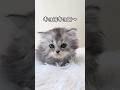 ココハドコ、ワタシハダレ? #catshorts #ミヌエット #kitten #cat #子猫 #cute