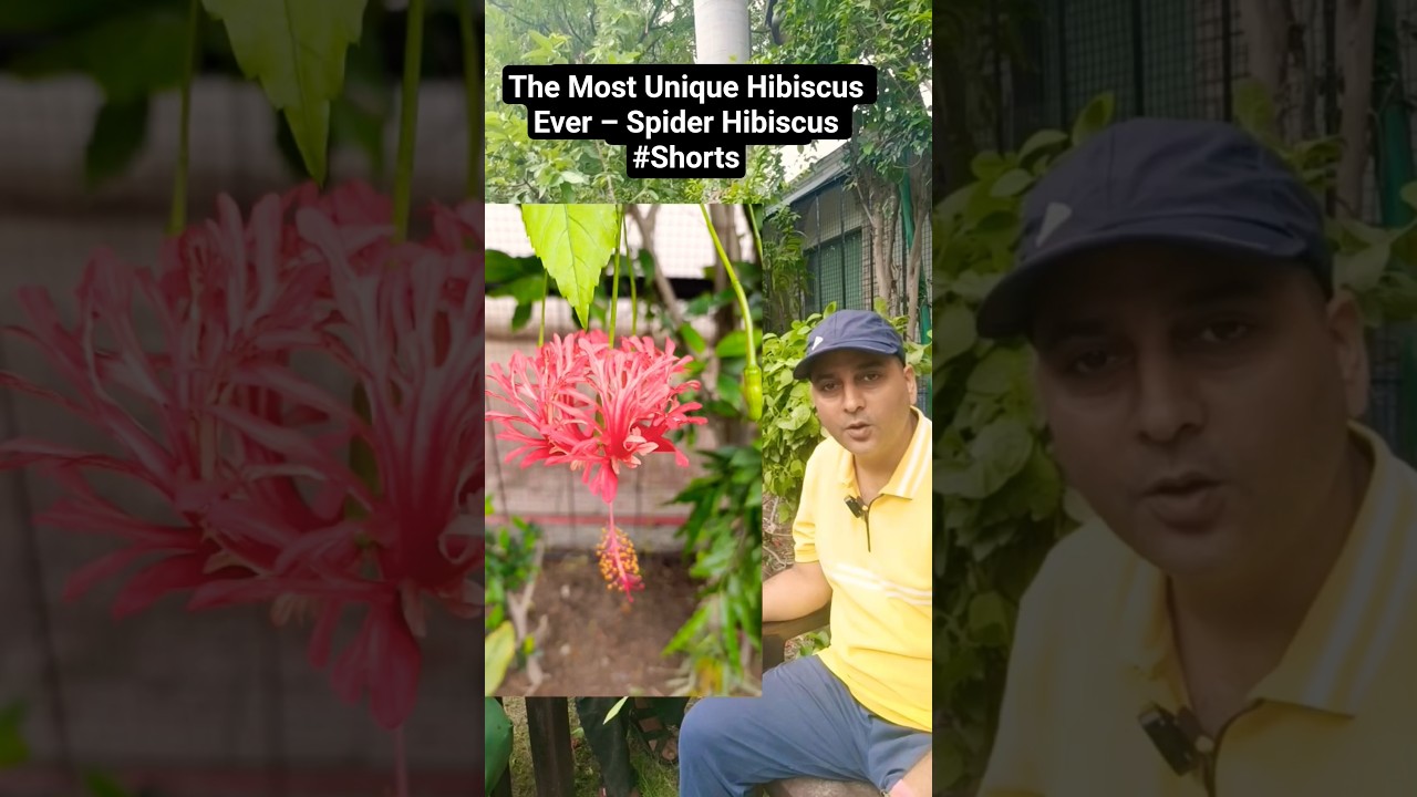 Exclusive Unique Spider Hibiscus 🌺 Variety.....Grow FREE