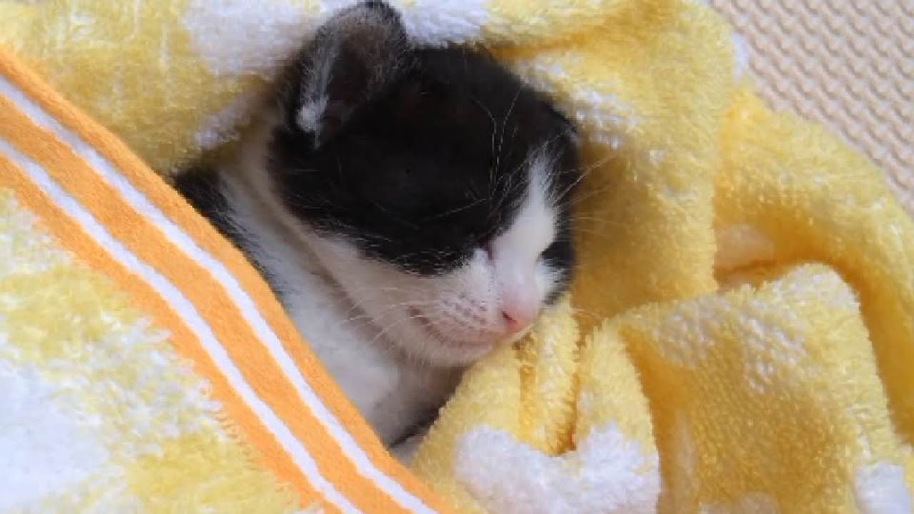保護ねこnico 目を開けたまま熟睡 ひたすら寝る子猫がかわいい 動物がかわいいyoutube動画はここだ 保護ねこnico 目を開けたまま熟睡 ひたすら寝る子猫がかわいい 動物がかわいいyoutube動画はここだ