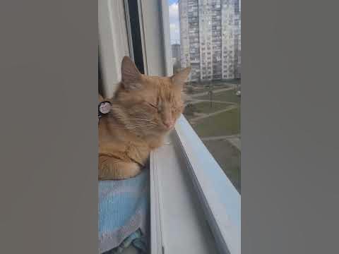 Летучий кот Леон - YouTube