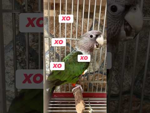 Bird Gives Kisses – Cape Parrot Talks and Makes Kissing Sounds