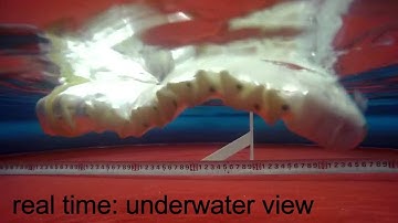 Crawling, swimming and climbing with a 3D printed wave producing robot (SAW). (do the worm dance)