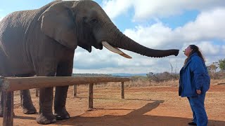 Do you need a guide or tour to travel to South Africa? #elephant #southafrica #johannesburg