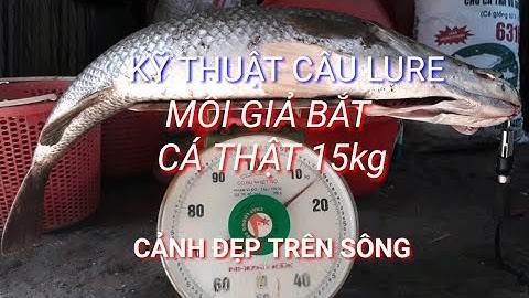 Lure cá chẽm đầm thiên nhiên bằng mồi giả/câu cá tốc độ nhanh tập 1- Phương Kiều blog