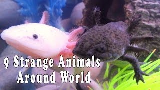 9 Strange Animals From Around World