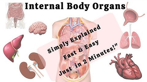Body organs and their functions || organ systems of the human body || body parts name vocabulary 