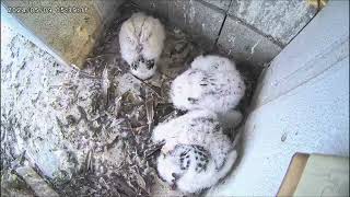 Osaka Peregrine Falcons/20240509/ 1st feeding