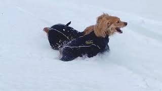 Custom Fit Full Body Dog Winter Coat
