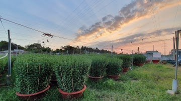 Bông Tết 2020 #Video 11 . Sỉ bông cúc đại đoá  26/11/2019 Âm Lịch