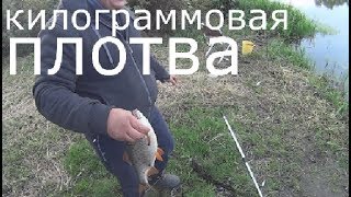 Килограммовая плотва !!! ЛОВЛЯ КРУПНОЙ ПЛОТВЫ.РЫБАЛКА НА ПЛОТВУ