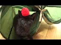 子猫がトンネルで大はしゃぎ！【保護猫ロコ】