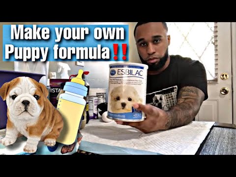 How to make your own puppy formula #BreedersHacks ‼️🐶