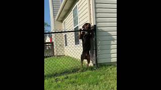 Pit bull Mix Rottweiler Jump Over Fence (Must See)