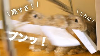 新作ステッカーが高すぎてウサギに怒られたNo.127