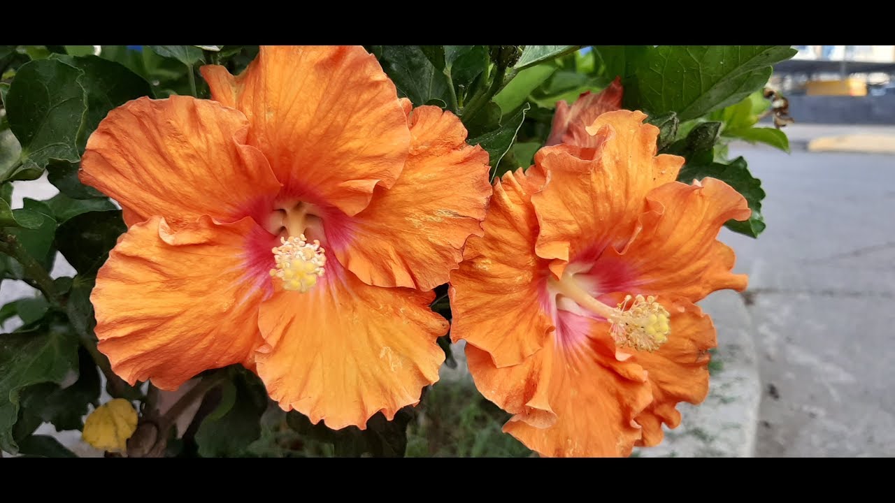 Cuidados del Hibisco - Hibiscus rosa-sinensis - Cayena - Rosa china -  Obelisco - Tulipan - Pacifico - YouTube