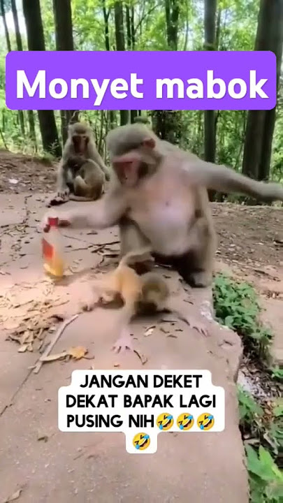 monyet mabok #monyet #funny #animals