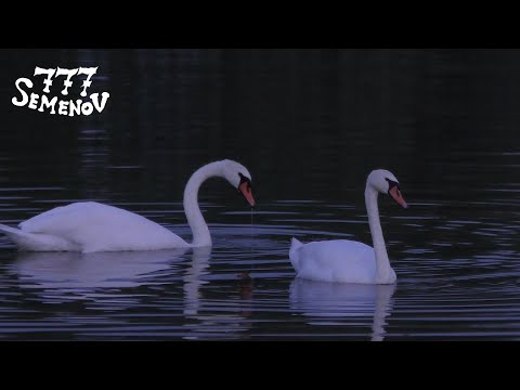 Вечернее плавание белых лебедей | Видео природы | Звуки природы