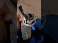 Oreo shake  shorts youtube trending food explorer adventure