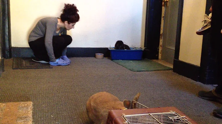 Goldie Patrick Rabbit Bonding