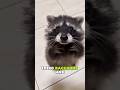 Raccoons Have Secrets… 🤫🦝