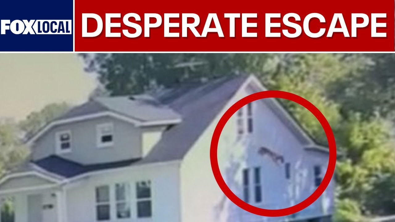 Dog leaps from two-story Detroit home as police investigate