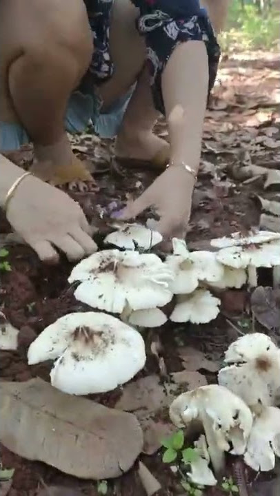 nấm mối cực kì quý hiếm nhá