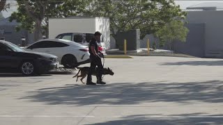 San Diego Police K-9 Bowie released from hospital after SWAT standoff injury