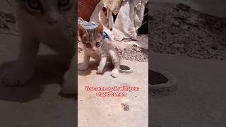 kitten hates camera cute kitten shorts