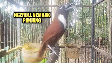 Tepus leher putih gacor ngerol nembak panjang