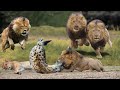 King Lion Revenge Hyena For Destroying Lioness, Epic Battle of Big Cat vs Hyenas | Lion vs Wild Dogs