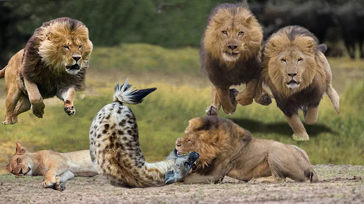 King Lion Revenge Hyena For Destroying Lioness, Epic Battle of Big Cat vs Hyenas | Lion vs Wild Dogs - DayDayNews