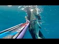 Spearfishing iusa world record leerfish 315kg spearfishing neptunus mantaray