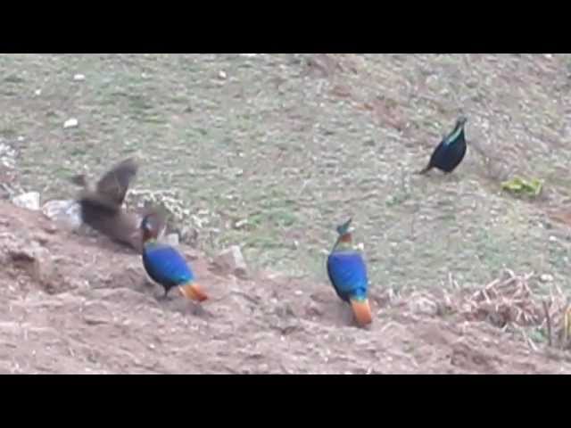 Nepal National Birds(Danfe) - Chasing Love class=