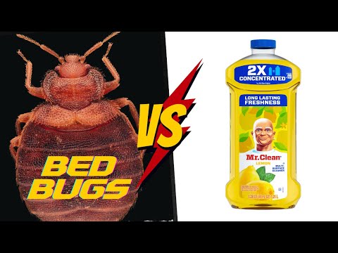 Mr Clean vs Bed Bugs: A Science Experiment