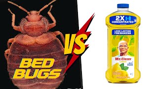 Mr Clean vs Bed Bugs: A Science Experiment