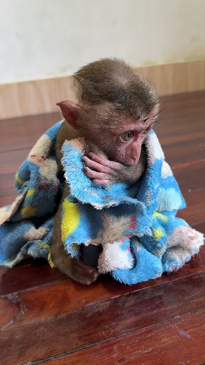 Morning boy #youtubeshorts #trending #video #viralvideo #funnypets #pets #tiktok