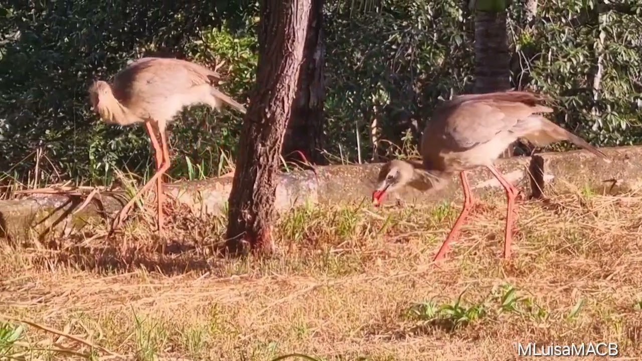 O Canto encantador da Siriema.