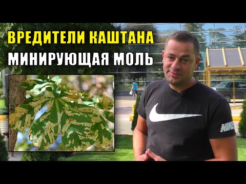 Видео: Лечение больного каштана - Как распознать распространенные болезни каштанов