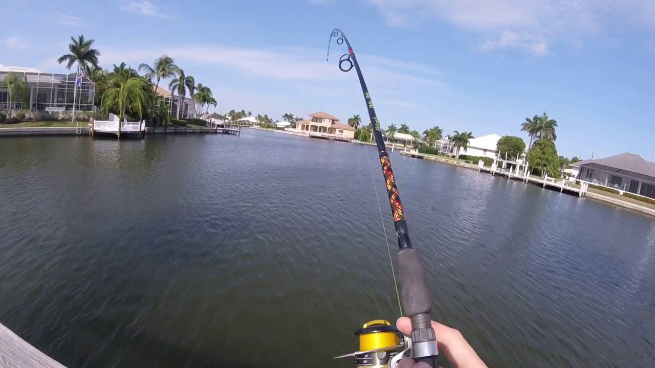 Bullshark Hooked In Florida Canal!