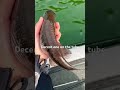 She was ready to spawn #fishing #fishingvideo #fishingshorts #fishingadventure