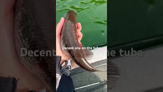 She was ready to spawn #fishing #fishingvideo #fishingshorts #fishingadventure