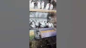 Silver java breeder pair available | Java birds for sale | #javasparrow #birds #shorts